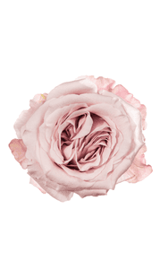 Sweet 4 Love Rose in topdown view, premium Ecuadorian rose for export by Royal Flowers