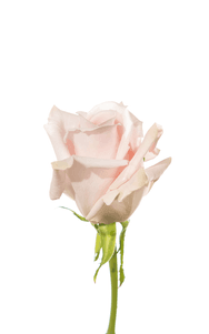 Sweet Escimo Rose first stage of bloom, premium Ecuadorian rose for export by Royal Flowers