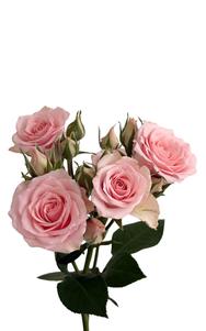Elba Spray Rose first stage of bloom, premium Ecuadorian rose for export by Royal Flowers
