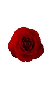 Dallas Rose in topdown view, premium Ecuadorian rose for export by Royal Flowers