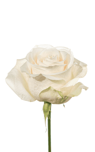 Vendela Rose third stage of bloom, premium Ecuadorian rose for export by Royal Flowers