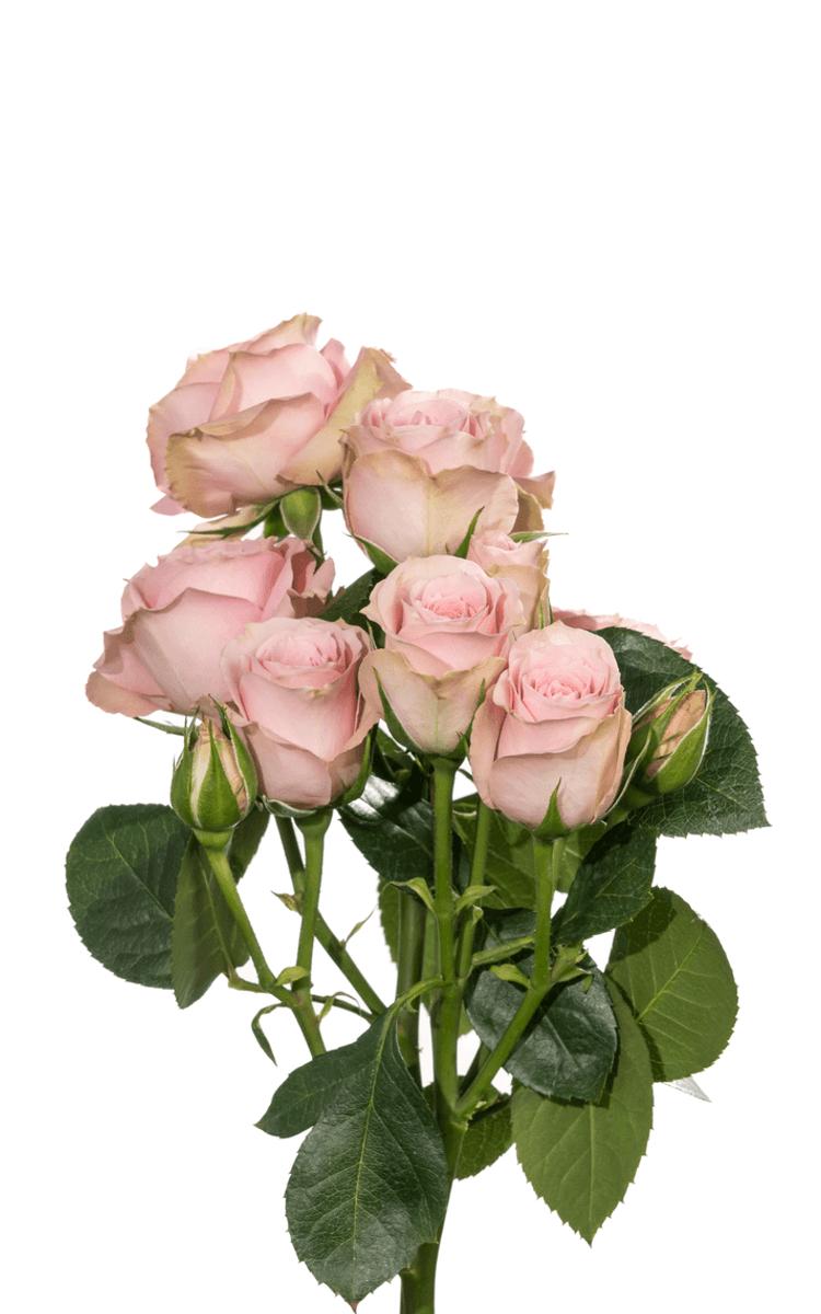 Pink Roses Cork Pink Irishka Pink Spray Roses | Royal Flowers