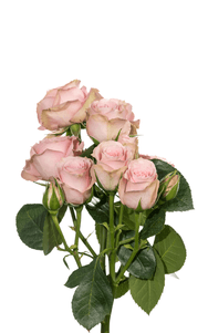Pink Irishka Spray Rose second stage of bloom, premium Ecuadorian rose for export by Royal Flowers