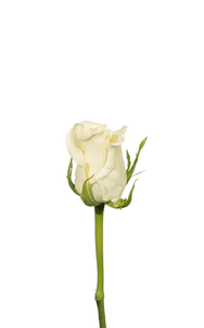 Escimo Rose second stage of bloom, premium Ecuadorian rose for export by Royal Flowers