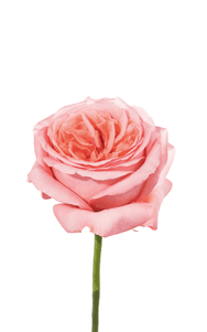 Pink X-Pression Rose third stage of bloom, premium Ecuadorian rose for export by Royal Flowers