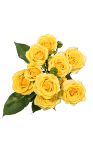 Yellow Babe Spray Rose in topdown view, premium Ecuadorian rose for export by Royal Flowers