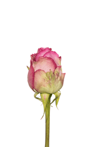 Cool Water Rose first stage of bloom, premium Ecuadorian rose for export by Royal Flowers