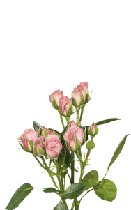 Lavender Irishka Spray Rose first stage of bloom, premium Ecuadorian rose for export by Royal Flowers