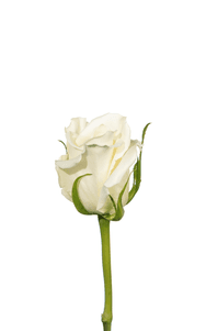 Escimo Rose second stage of bloom, premium Ecuadorian rose for export by Royal Flowers