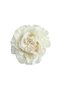 Cotton X-Pression Rose in topdown view, premium Ecuadorian rose for export by Royal Flowers