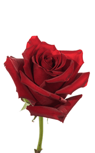 Explorer Rose second stage of bloom, premium Ecuadorian rose for export by Royal Flowers