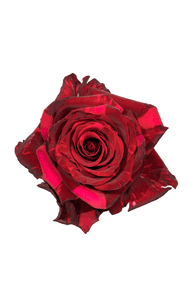 Red Panther Rose in topdown view, premium Ecuadorian rose for export by Royal Flowers