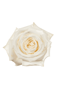 Playa Blanca Rose in topdown view, premium Ecuadorian rose for export by Royal Flowers