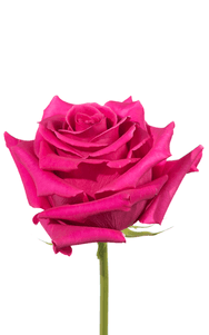 Pink Floyd Rose third stage of bloom, premium Ecuadorian rose for export by Royal Flowers