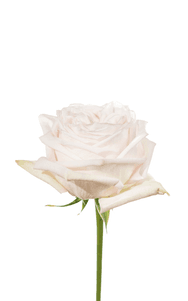 White O´hara Rose third stage of bloom, premium Ecuadorian rose for export by Royal Flowers
