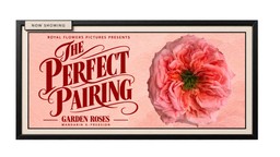 Mandarin X-Pression garden rose by Royal Flowers featured in a vintage floral design poster.