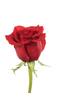 Freedom Rose second stage of bloom, premium Ecuadorian rose for export by Royal Flowers