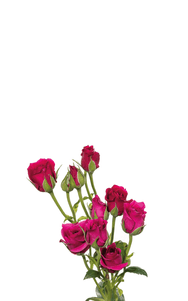 Hot Majolica Spray Rose first stage of bloom, premium Ecuadorian rose for export by Royal Flowers