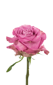 Queen’s Crown Rose second stage of bloom, premium Ecuadorian rose for export by Royal Flowers