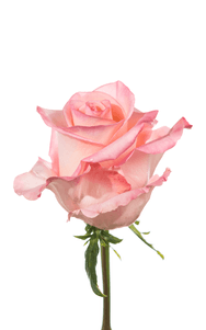 Rhoslyn Rose second stage of bloom, premium Ecuadorian rose for export by Royal Flowers