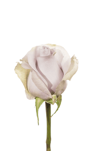 Silvery Light Rose first stage of bloom, premium Ecuadorian rose for export by Royal Flowers