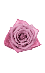 Moody Blues Rose in topdown view, premium Ecuadorian rose for export by Royal Flowers