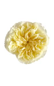 Antonia Gardens Rose in topdown view, premium Ecuadorian rose for export by Royal Flowers