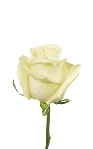 Moonstone Rose first stage of bloom, premium Ecuadorian rose for export by Royal Flowers