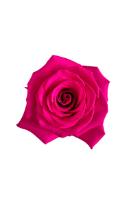Tina Rose in topdown view, premium Ecuadorian rose for export by Royal Flowers