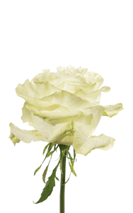 Moonstone Rose third stage of bloom, premium Ecuadorian rose for export by Royal Flowers