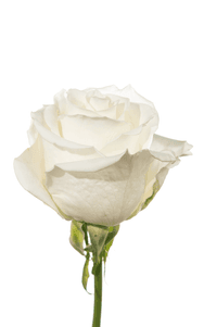 Tibet Rose second stage of bloom, premium Ecuadorian rose for export by Royal Flowers