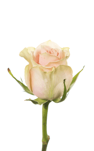 Frutteto Rose first stage of bloom, premium Ecuadorian rose for export by Royal Flowers