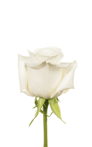 Playa Blanca Rose first stage of bloom, premium Ecuadorian rose for export by Royal Flowers