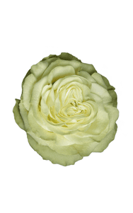 Lemonade Rose in topdown view, premium Ecuadorian rose for export by Royal Flowers