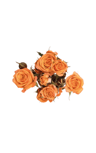 Tangerine Spray Rose in topdown view, premium Ecuadorian rose for export by Royal Flowers