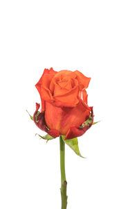 Orange Crush Rose first stage of bloom, premium Ecuadorian rose for export by Royal Flowers