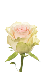 Frutteto Rose second stage of bloom, premium Ecuadorian rose for export by Royal Flowers