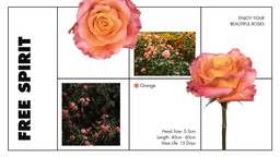 Free spirit pink and orange colored roses