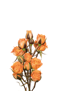 Tangerine Spray Rose second stage of bloom, premium Ecuadorian rose for export by Royal Flowers