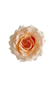 Felicity Rose in topdown view, premium Ecuadorian rose for export by Royal Flowers