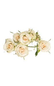 Porcelina Spray Rose in topdown view, premium Ecuadorian rose for export by Royal Flowers