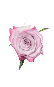 Purple Haze Rose in topdown view, premium Ecuadorian rose for export by Royal Flowers