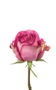 Queen’s Crown Rose first stage of bloom, premium Ecuadorian rose for export by Royal Flowers
