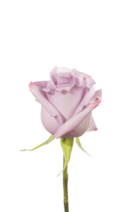 Ocean Song Rose first stage of bloom, premium Ecuadorian rose for export by Royal Flowers