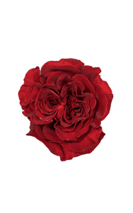 Hearts Rose in topdown view, premium Ecuadorian rose for export by Royal Flowers