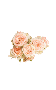 Antara Folies Spray Rose in topdown view, premium Ecuadorian rose for export by Royal Flowers
