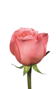 Candy X-Pression Rose first stage of bloom, premium Ecuadorian rose for export by Royal Flowers