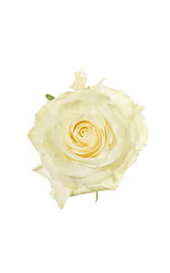 Mondial Rose in topdown view, premium Ecuadorian rose for export by Royal Flowers