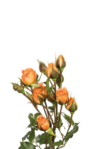 Tangerine Spray Rose first stage of bloom, premium Ecuadorian rose for export by Royal Flowers