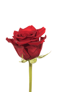 Freedom Rose third stage of bloom, premium Ecuadorian rose for export by Royal Flowers
